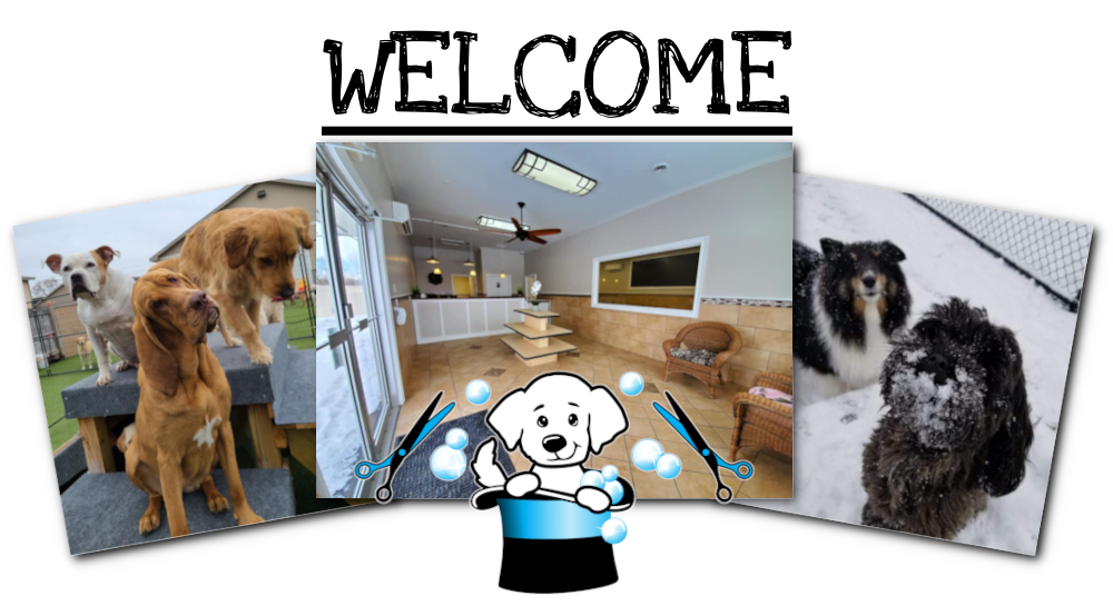 Shear Magic Dog Spa & Resort! Daycare Boarding Grooming Training
